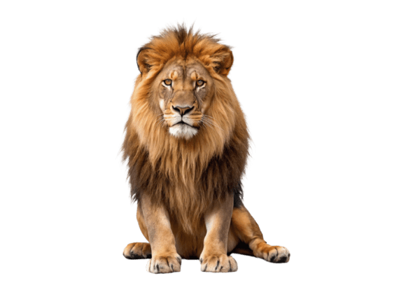 Download A Lion with a Mane 3d Animated Cartoon - Animated Collection